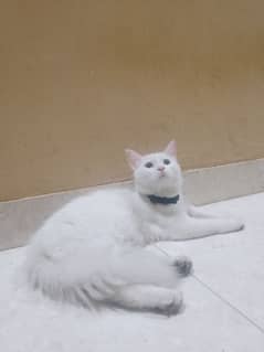Persian