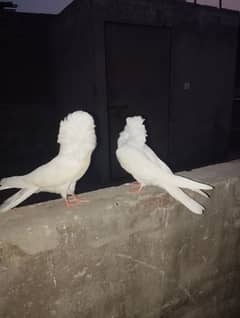 Jacobin pair 03068884271