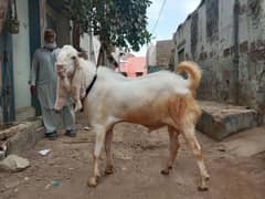 2 dant Ando bakra