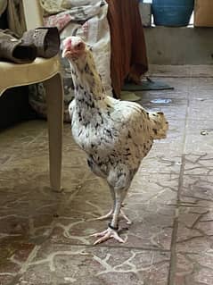 Cheena Female hen egg de rh h