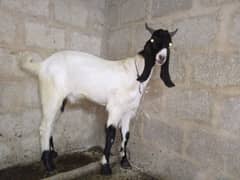 Bakra for sale urgent sale