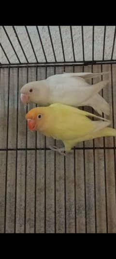 Creamino Albino Red Eye