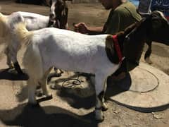 for qurbani bakra
