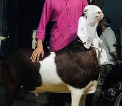 Bakra For Sale