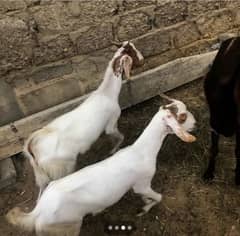 2 daant khassi bakra