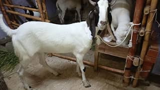 tapra bakra for sell