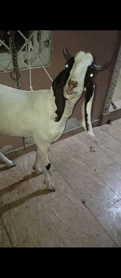 Bakra for sale