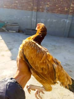 aseel