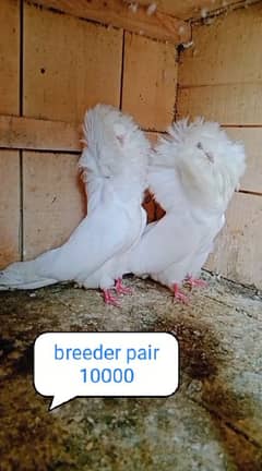 fancy pigeon | kabutar| Jacobin|  frillback saddle | amarican fantail|