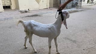 2 Dant bakri
