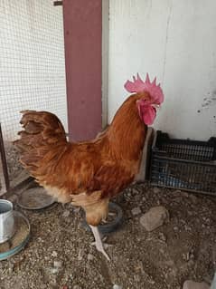 Buff Orpington Heritage Male