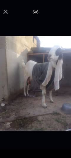 ablak bakri