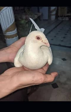 fancy pigeon