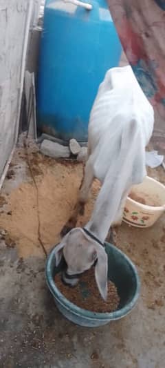 BACHRA