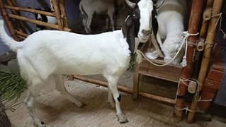 MASHALLAH KHASSI MISAR TAPRA FOR SELL