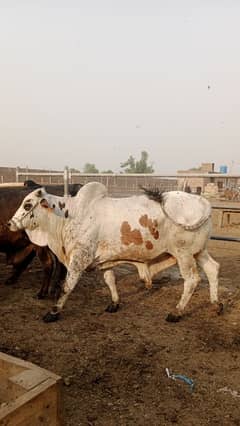 pandoke Organic Meat Farm