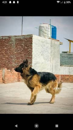 german shepherd only for stud/cross /pedigree/ long coat
