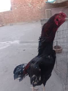 Whatsapp number 03124879524