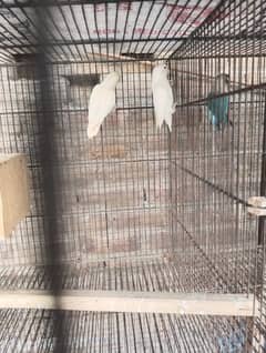 love birds ready to breed pairs for sale