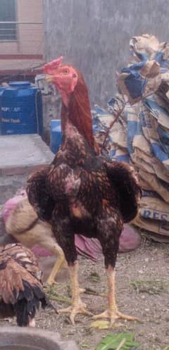 Aseel
