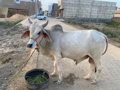 bachra