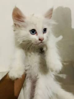 Persian 5 baby kittens for urgent sale