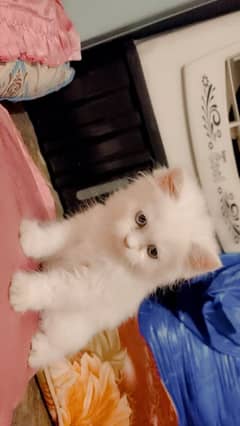 Persian cat is nmbr pr rapta kre 03288089665