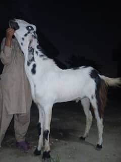 Qrbani k leyi 3 bkry mojod hain Bahria town k paas qemat mukhtalif hai