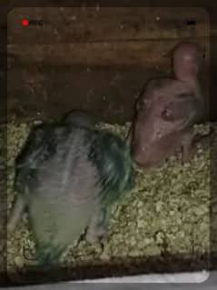ringneck chicks