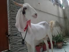 Bakra