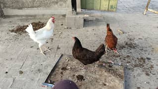 one male and 2 female egg laying