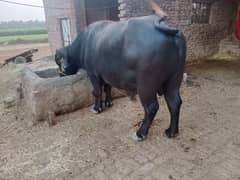 juta for sale qurbani or shoq k liya breeder