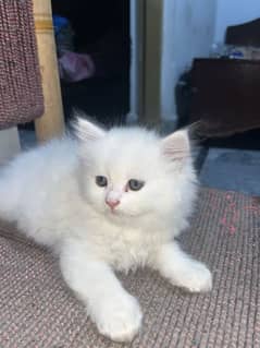 triple coated persian kitten