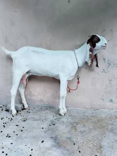 Rajanpuri goat