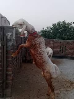 Heavy weight active Turkey dumba purely ghar ka palla hua