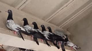 Adult royal teddy pigeons for sale.