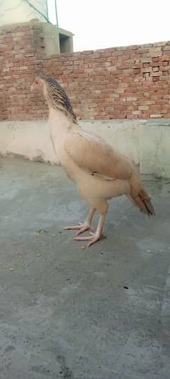 aseel morgi Thai home breed healthy and active