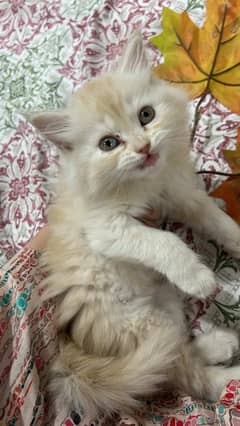 Vaccinated  PERSIAN KITTEN cat FOR SALE 2 MONTH AGE