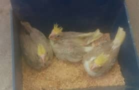 Cocktail Chicks near to self for handtamed