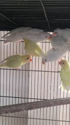 creamino decino albino red eyes