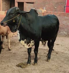 Bachra | Katta | Wacha | Cow | Qurbani k janwar | Bulls | بھنس | گائے