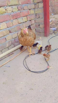 mahsallah high quality ka females and female with 9 chicks