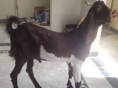 3 Quarbani Bakra for Eid