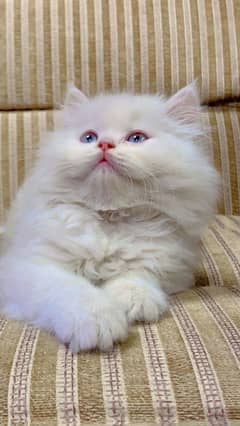 Persian kittens available contact no. 03038500668