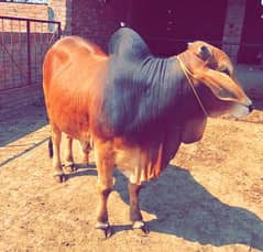 Bachra