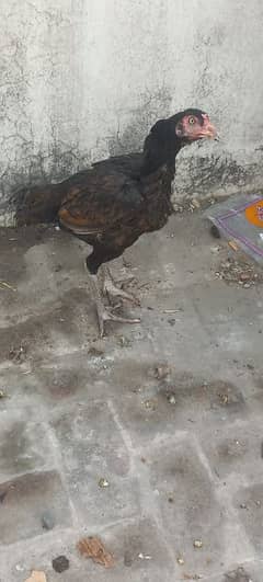 sindhi aseel