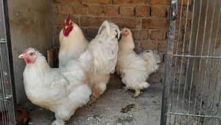 White heavy buff | heavy buff | white buff | fancy hens