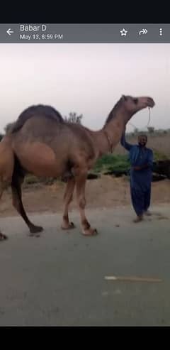 Camel