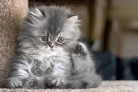 prrcian kitten