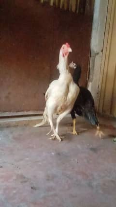 Aseel